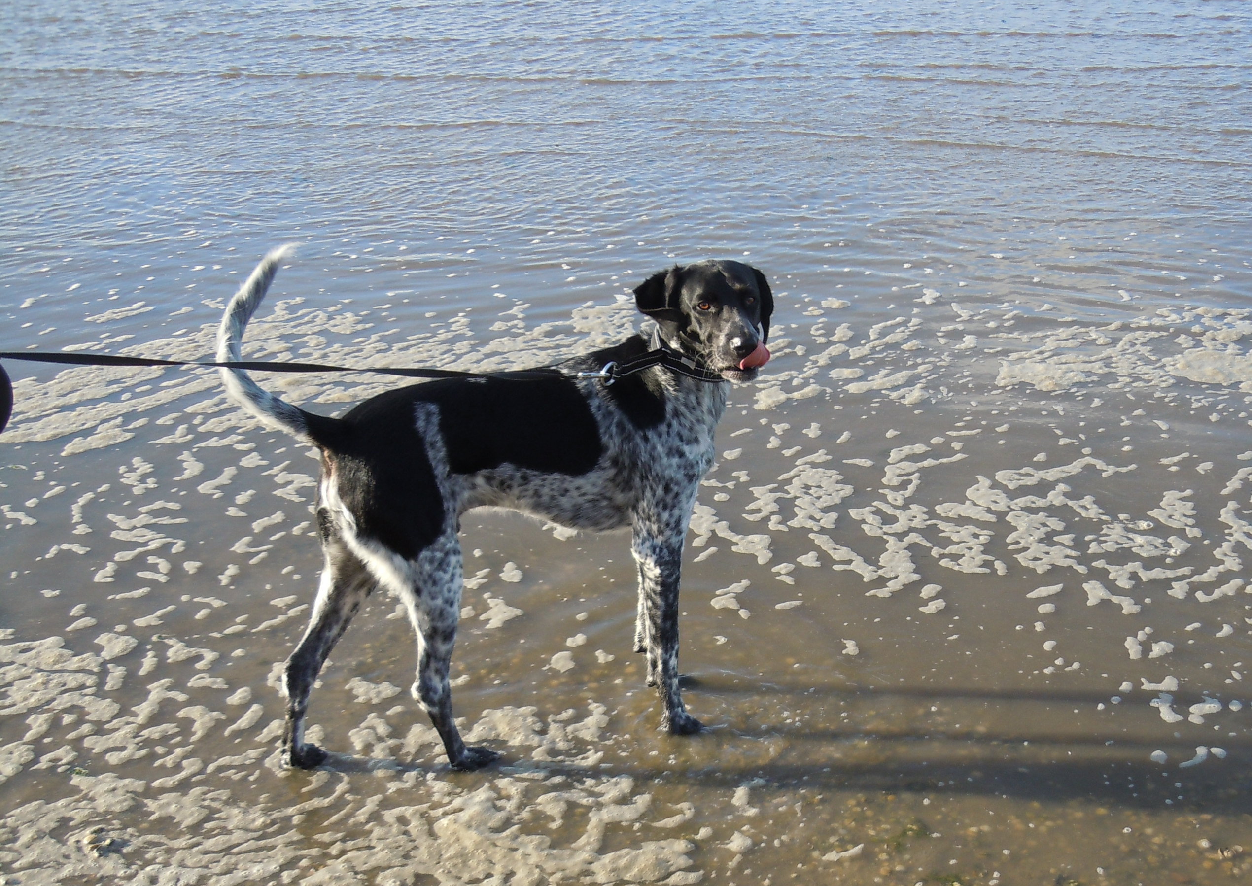 Wotan (Labrador, Münsterländer) Labrador Münsterländer 